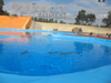 Construction   Delphinarium  Friguia Park en Tunisie ::  RASSIL BATIMENT